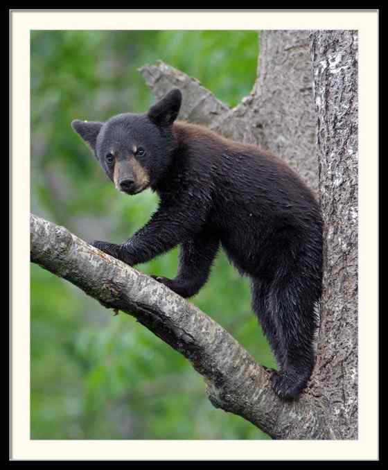 美洲数量最多、分布最为广泛的熊类  美洲黑熊