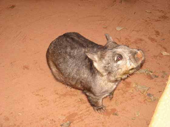 澳洲考拉  袋熊