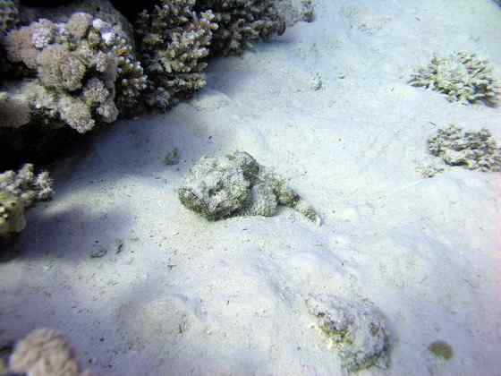 危险的鱼咬人  石鱼