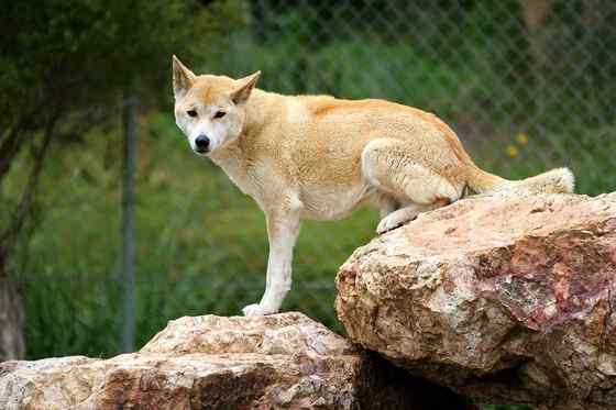 澳洲野狗 最著名的外来入侵物种 澳洲野狗 最著名的外来入侵物种