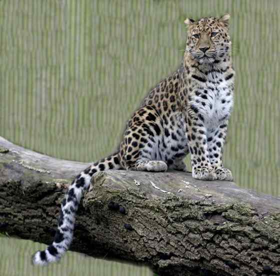 仅次于东北虎的大型猫科动物 远东豹 仅次于东北虎的大型猫科动物 远东豹