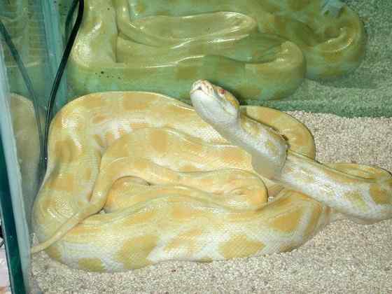白化动物  黄金蟒