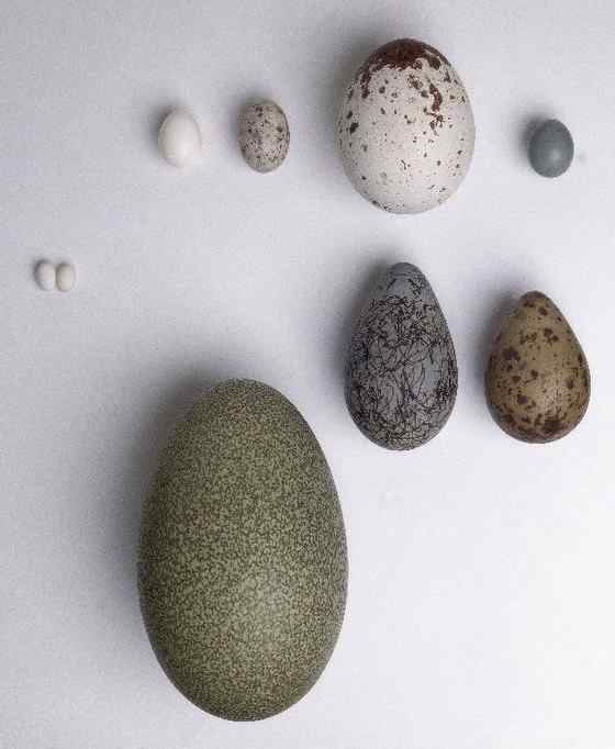 大型走禽——食火鸡(鹤鸵) 大型走禽——食火鸡(鹤鸵)