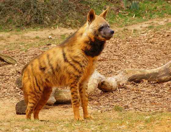 缟鬣狗 Hyaena hyaena 缟鬣狗 Hyaena hyaena