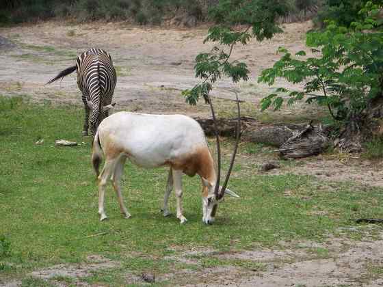 沙漠中的羚羊——弯角大羚羊 Oryx dammah 沙漠中的羚羊——弯角大羚羊 Oryx dammah
