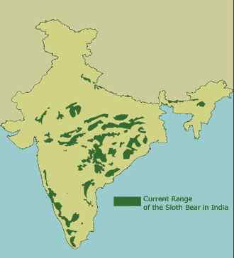 吃蚂蚁的熊  懒熊