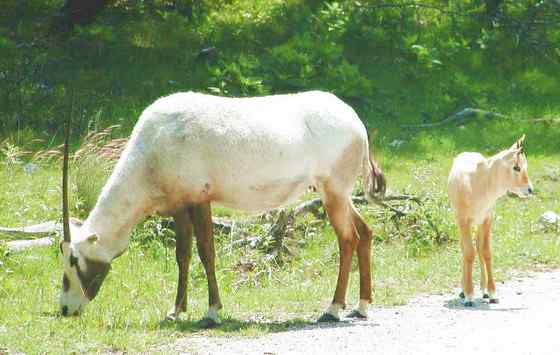 阿拉伯大羚羊 Arabian Oryx