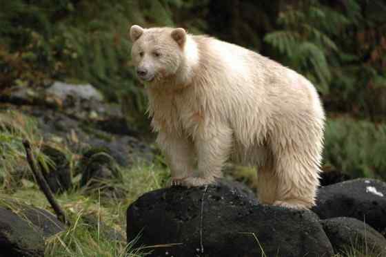 白灵熊 Kermode bear 白灵熊 Kermode bear