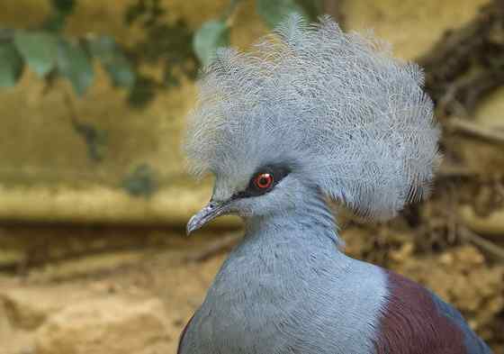 鸽子中的女王  凤冠鸠