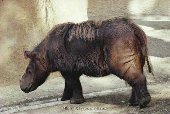 远古巨兽的直系后裔  亚洲犀牛 苏门答腊犀