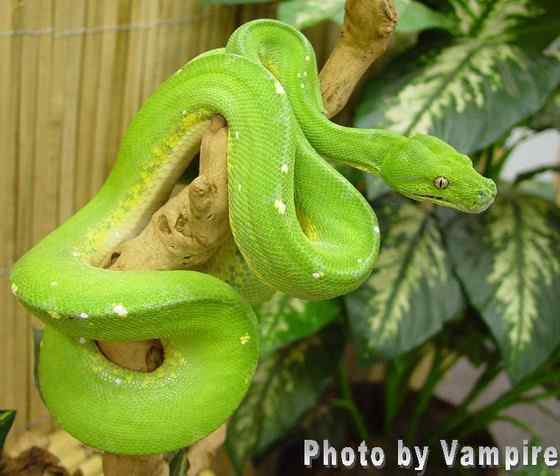 养蟒蛇当宠物 绿树蟒 养蟒蛇当宠物 绿树蟒