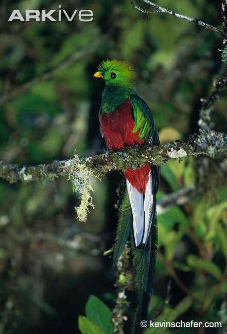 南美洲最美丽的鸟  凤尾绿咬鹃