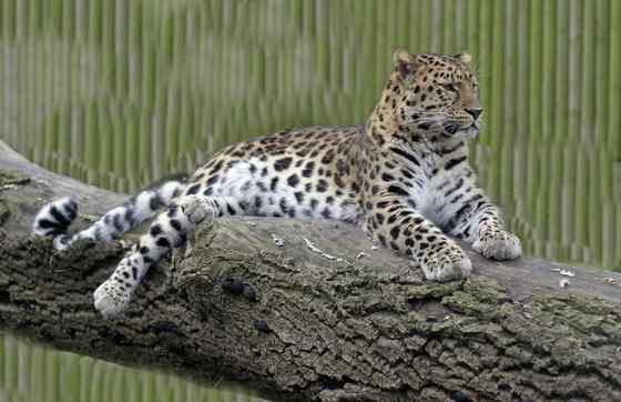 仅次于东北虎的大型猫科动物 远东豹 仅次于东北虎的大型猫科动物 远东豹