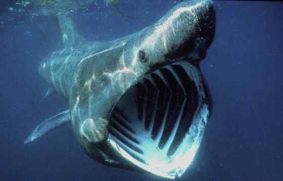 晒太阳的鲨鱼  姥鲨 Basking shark