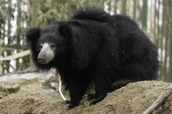 吃蚂蚁的熊  懒熊