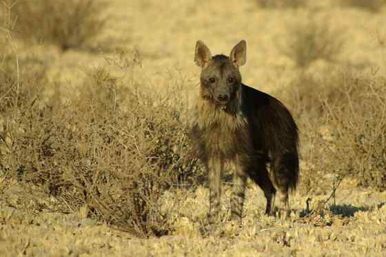卡拉哈里的清道夫  棕鬣狗
