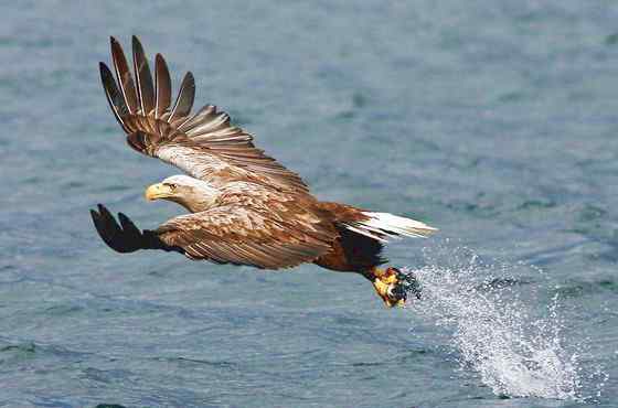 波兰国鸟白尾海雕 Haliaeetus albicilla