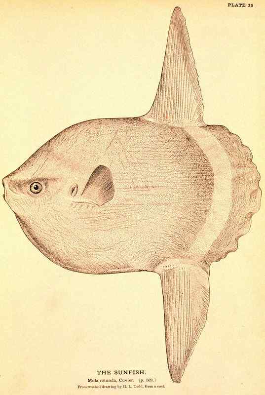 最大的硬骨鱼  巨大无比的头  翻车鱼