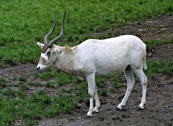 旋角羚 Addax nasomaculatus 旋角羚 Addax nasomaculatus
