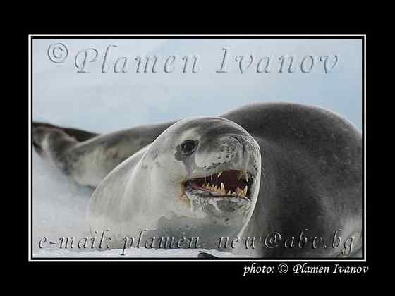 南极豹形海豹 南极豹形海豹