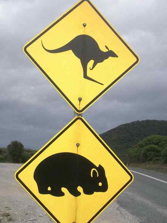 澳洲考拉  袋熊