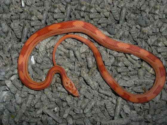 玉米锦蛇 粟米蛇、玉米蛇、红鼠蛇