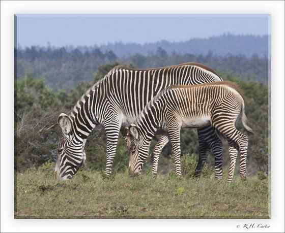 体型最大的斑马 细纹斑马 Equus grevyi