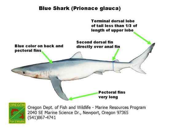 漂亮的鲨鱼 大青鲨、虎头鲨 漂亮的鲨鱼 大青鲨、虎头鲨