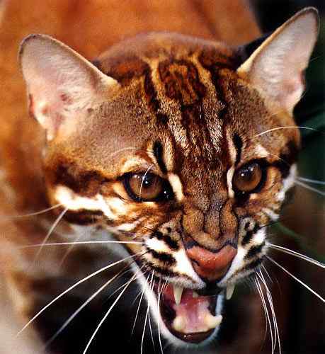 龙虎彪豹中的“彪”——亚洲金猫 龙虎彪豹中的“彪”——亚洲金猫