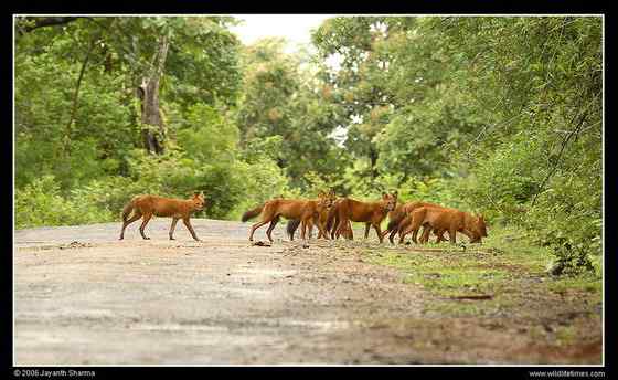 英国著名小说家吉卜林笔下的“红狗”  豺