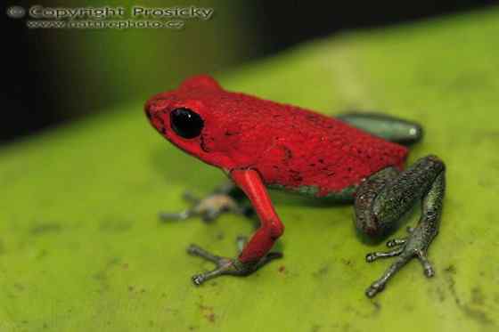 鲜红色的青蛙——疣丛蛙 疣背箭毒蛙(Granular poison arrow frog) 鲜红色的青蛙——疣丛蛙 疣背箭毒蛙(Granular poison arrow frog)