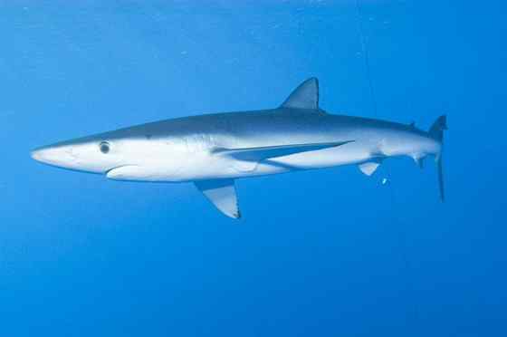 漂亮的鲨鱼 大青鲨、虎头鲨 漂亮的鲨鱼 大青鲨、虎头鲨
