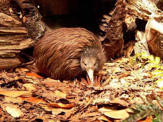 几维鸟 鹬鸵 KIWI 几维鸟 鹬鸵 KIWI