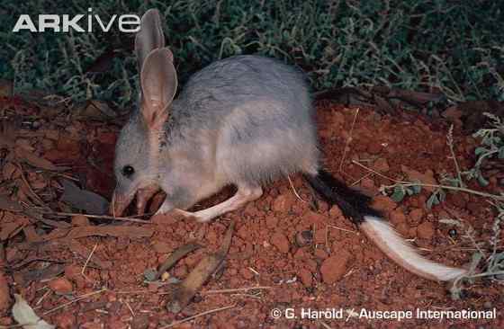 澳大利亚最奇特的有袋目动物之一 兔耳袋狸 澳大利亚最奇特的有袋目动物之一 兔耳袋狸