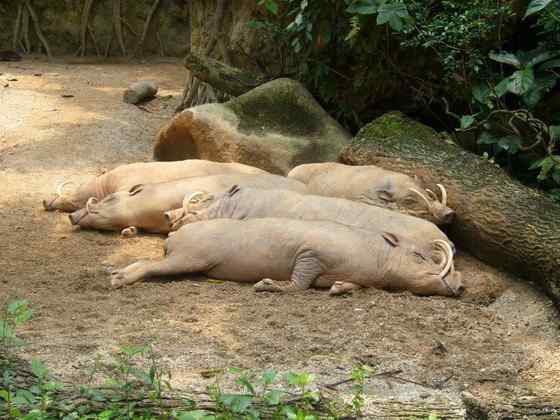 印度尼西亚的四牙猪  鹿豚
