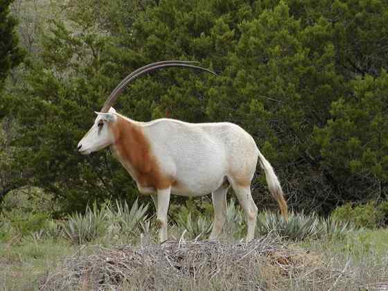 沙漠中的羚羊——弯角大羚羊 Oryx dammah 沙漠中的羚羊——弯角大羚羊 Oryx dammah