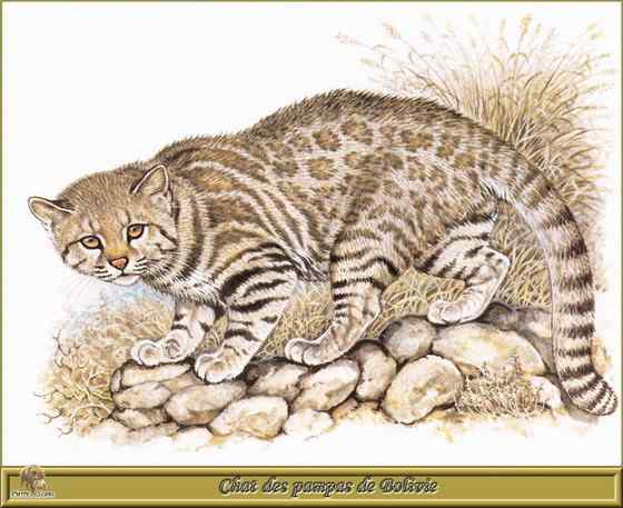 潘帕斯猫 南美草原猫