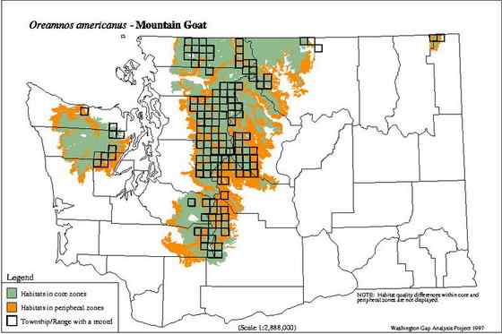 北美洲独有的本土羊类——石山羊 Oreamnos americanus