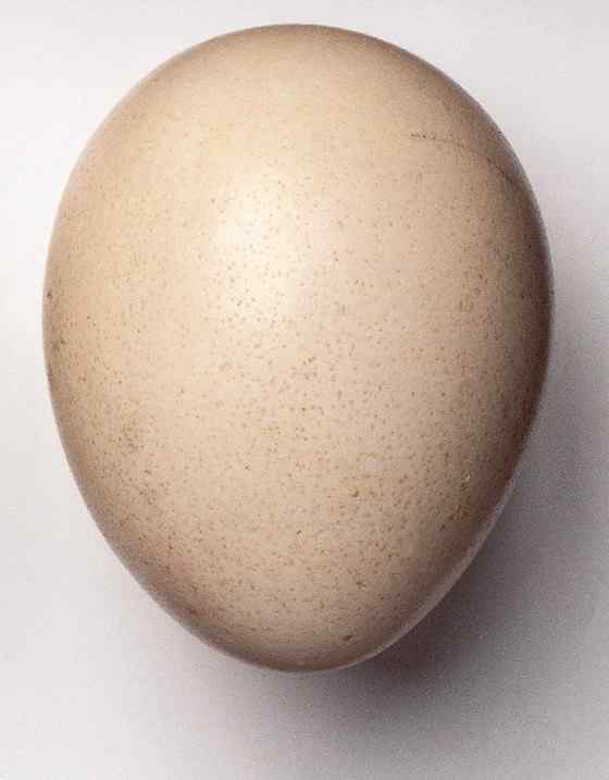 脑袋像秃鹫的珍珠鸡  鹫珠鸡 Vulturine Guineafowl