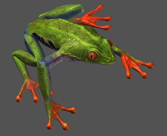 最漂亮的蛙类  红眼树蛙