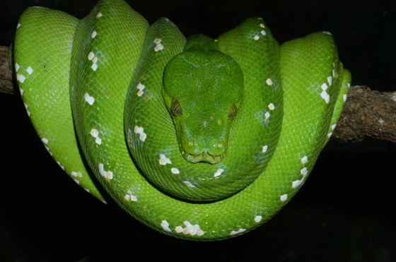 养蟒蛇当宠物 绿树蟒 养蟒蛇当宠物 绿树蟒