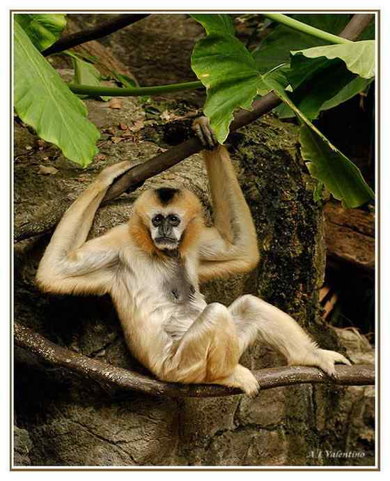 高度濒危的白颊长臂猿 Hylobates leucogenys