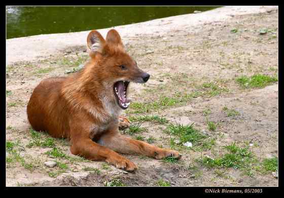 英国著名小说家吉卜林笔下的“红狗”  豺