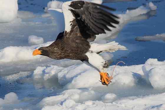 西伯利亚沿海的虎头海雕 Haliaeetus pelagicus