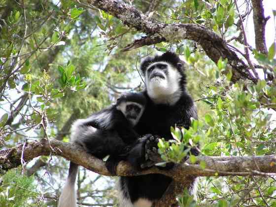 非洲特有的灵长目动物  黑白疣猴