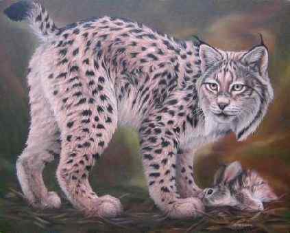 数量最少的猫科动物 伊比利亚猞猁、西班牙猞猁 数量最少的猫科动物 伊比利亚猞猁、西班牙猞猁