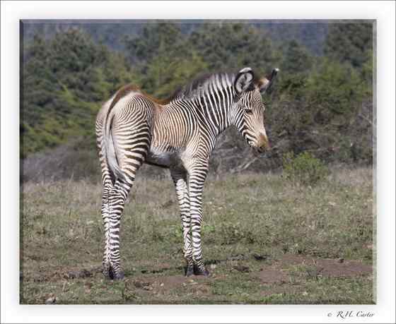 体型最大的斑马 细纹斑马 Equus grevyi