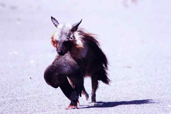 卡拉哈里的清道夫  棕鬣狗