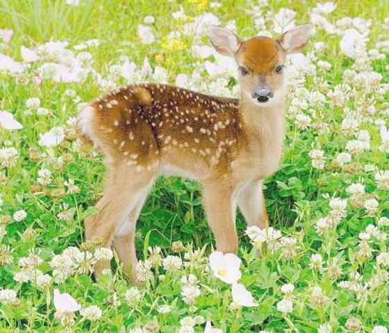 维吉尼亚鹿 白尾鹿