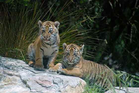 无情未必真豪杰， 怜子如何不丈夫？  苏门答腊虎